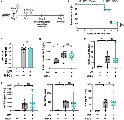 Mesenchymal stem cells induce dynamic immunomodulation of airway and systemic immune cells in vivo but do not improve survival for mice with H1N1 virus-induced acute lung injury